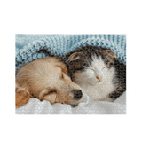 White Puppy and Kitten in Bed Jigsaw Puzzle (1000 Piece)